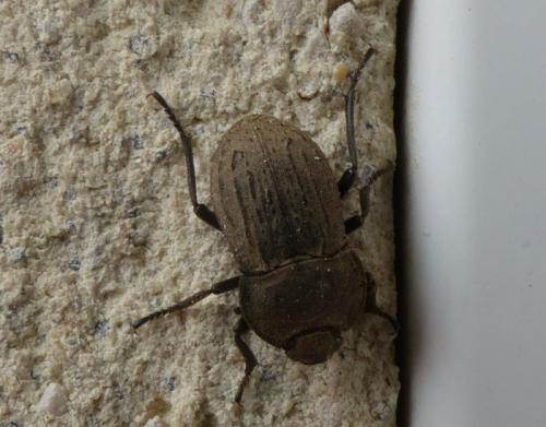 Réf. 277 650 : Asida sp.